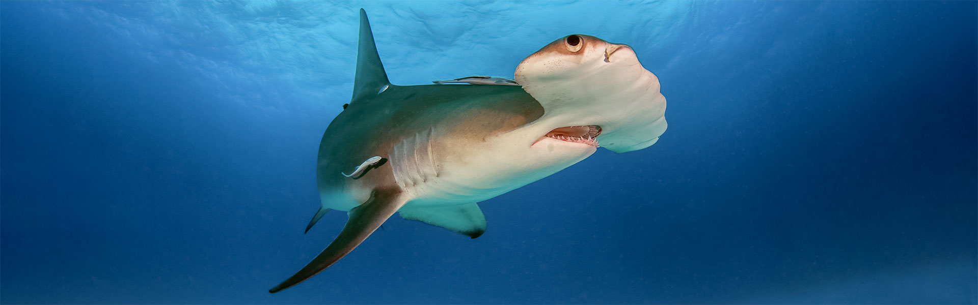 Great Hammerhead